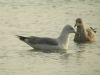 Caspian Gull at Southend Seafront (Pete Livermore) (50199 bytes)